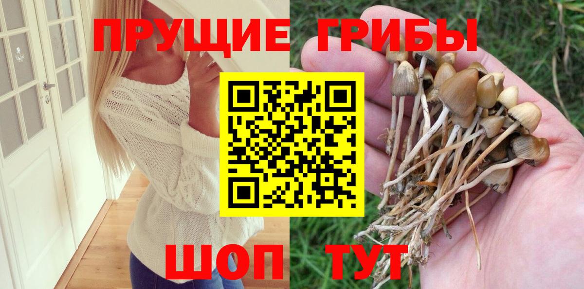 Галлюциногенные грибы Psilocybe Ишим